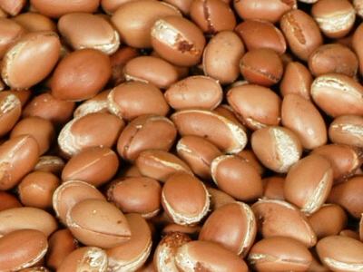  graines d'argan