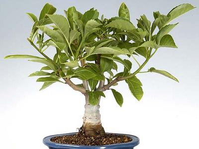 bonsai baobab