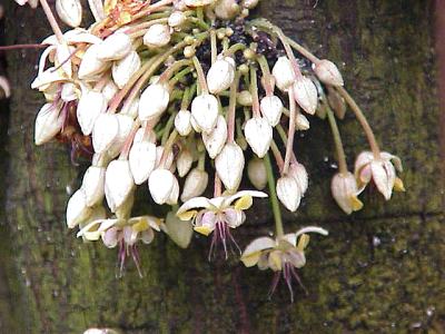 fleurs de cacaoyer