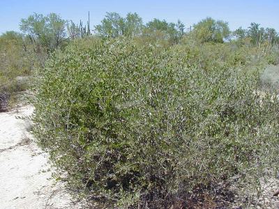 jojoba
