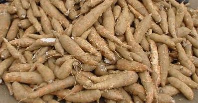 manioc racine