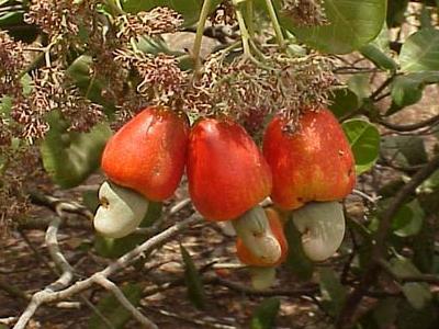 noix de cajou sur l'anacardier