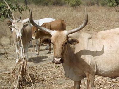 boeuf senegal