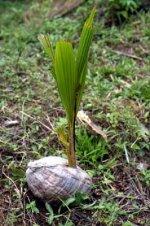 plant de cocotier