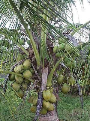 cocotier