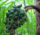 fruits du palmier Bactris gasipaes