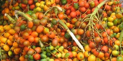 fruits murs du palmier Bactris gasipaes