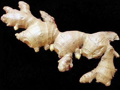 racine de gngembre