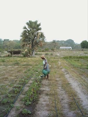 jardn de femmes en casamance