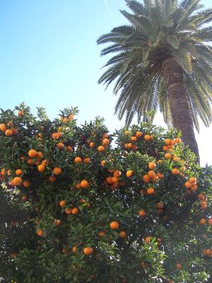 jujubier potyant des jujubes