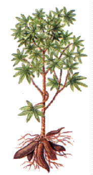 manioc