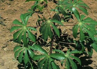 manioc plante