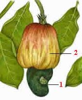 pomme cajou et noix