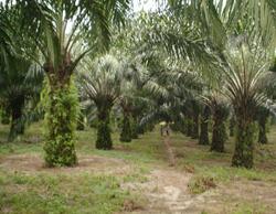 palmeraie en exploitation