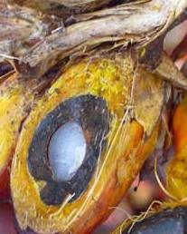 coupe d'un fruit de palmier à huile