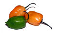 variete de piment