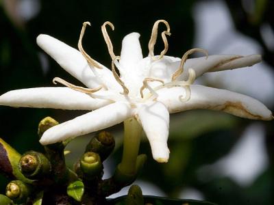 fleur de cafeier
